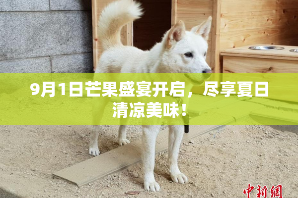 9月1日芒果盛宴开启，尽享夏日清凉美味！