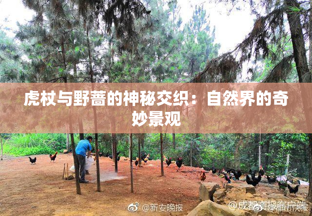 虎杖与野蔷的神秘交织：自然界的奇妙景观