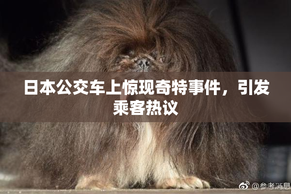 日本公交车上惊现奇特事件，引发乘客热议