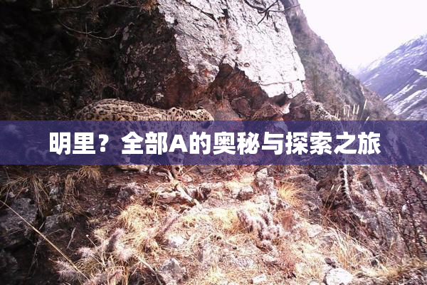 明里？全部A的奥秘与探索之旅