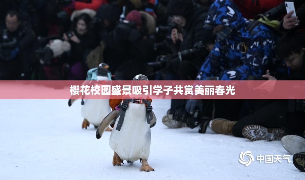 樱花校园盛景吸引学子共赏美丽春光
