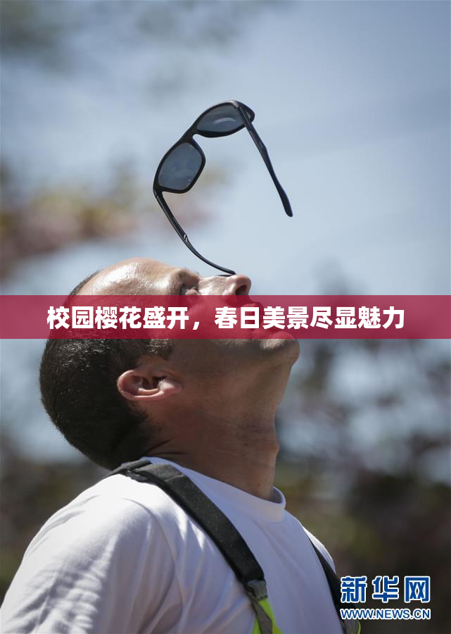 校园樱花盛开，春日美景尽显魅力
