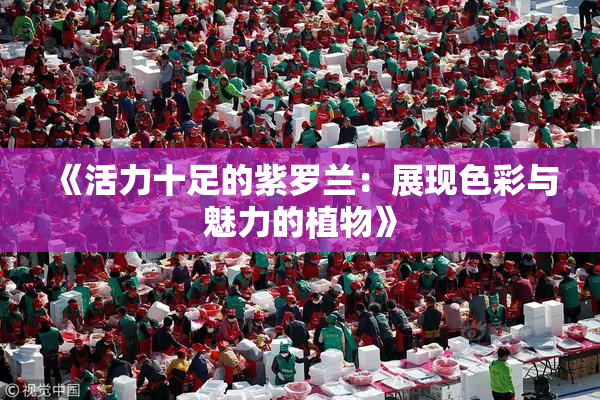 《活力十足的紫罗兰：展现色彩与魅力的植物》