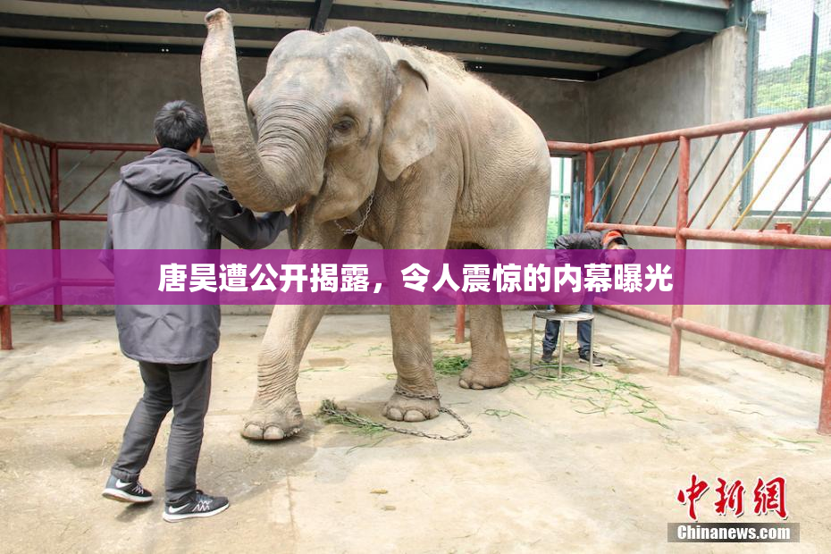 唐昊遭公开揭露，令人震惊的内幕曝光