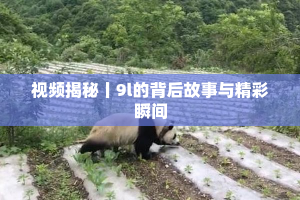 视频揭秘丨9l的背后故事与精彩瞬间