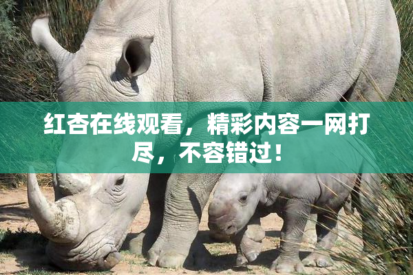 红杏在线观看，精彩内容一网打尽，不容错过！