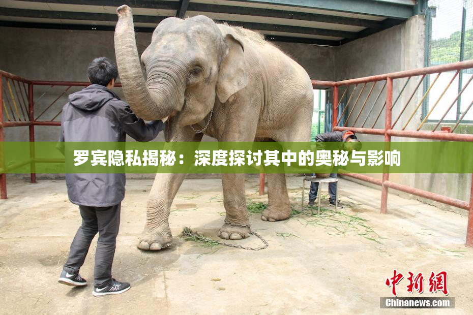 罗宾隐私揭秘：深度探讨其中的奥秘与影响