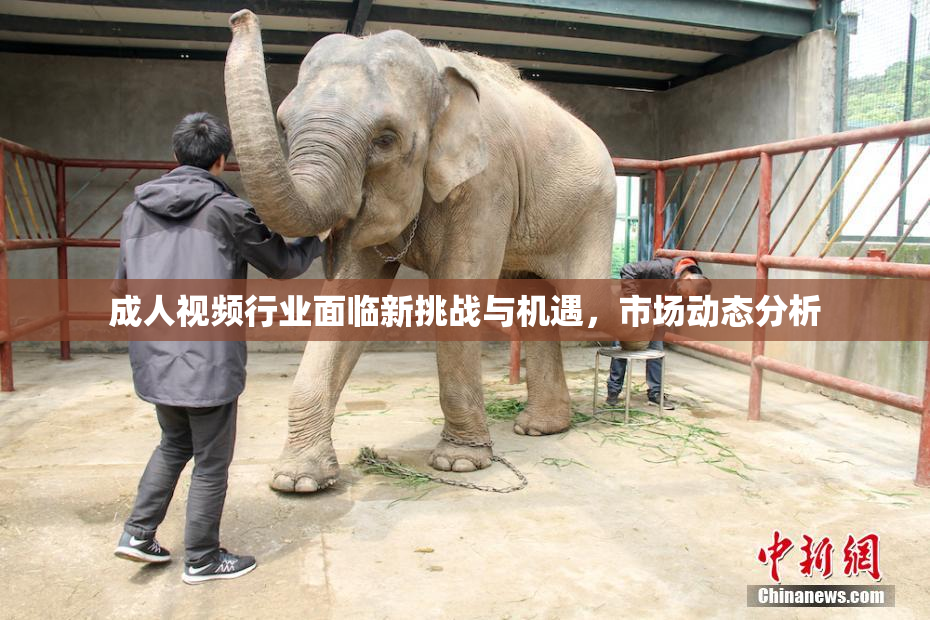成人视频行业面临新挑战与机遇，市场动态分析