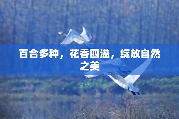 百合多种，花香四溢，绽放自然之美