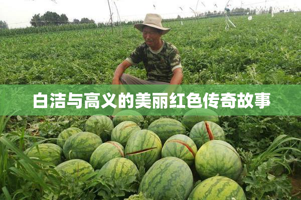 白洁与高义的美丽红色传奇故事