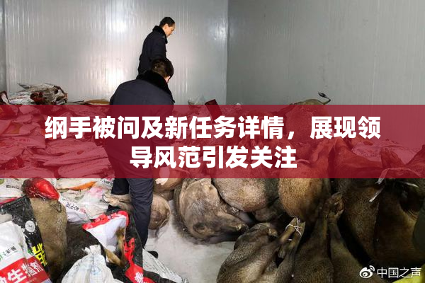 纲手被问及新任务详情，展现领导风范引发关注