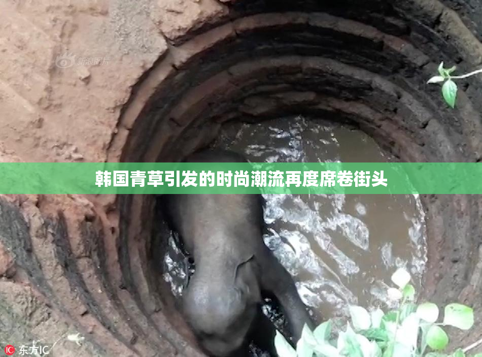 韩国青草引发的时尚潮流再度席卷街头
