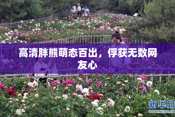 高清胖熊萌态百出，俘获无数网友心
