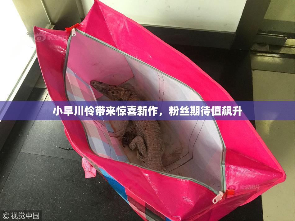 小早川怜带来惊喜新作，粉丝期待值飙升