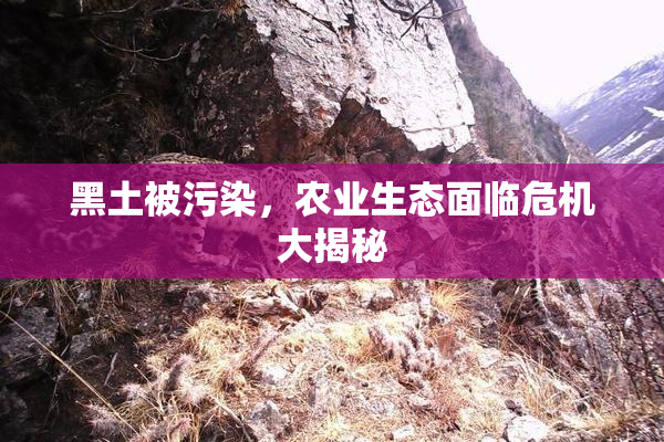 黑土被污染，农业生态面临危机大揭秘