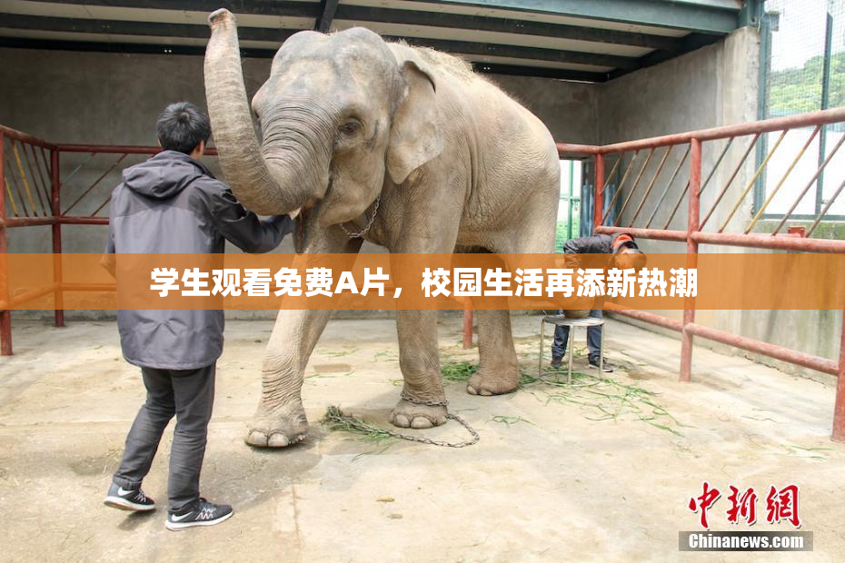 学生观看免费A片，校园生活再添新热潮