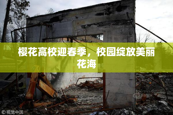 樱花高校迎春季，校园绽放美丽花海