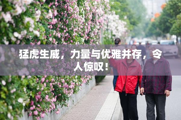 猛虎生威，力量与优雅并存，令人惊叹！