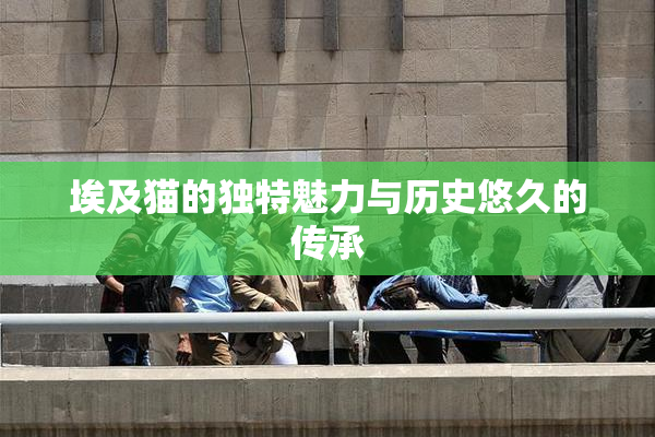 埃及猫的独特魅力与历史悠久的传承