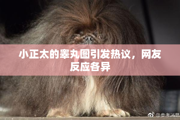 小正太的睾丸图引发热议，网友反应各异