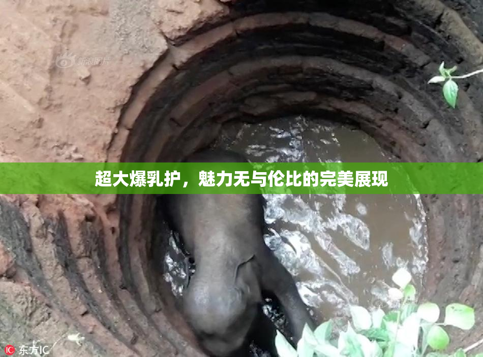 超大爆乳护，魅力无与伦比的完美展现