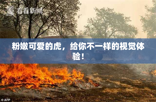 粉嫩可爱的虎，给你不一样的视觉体验！
