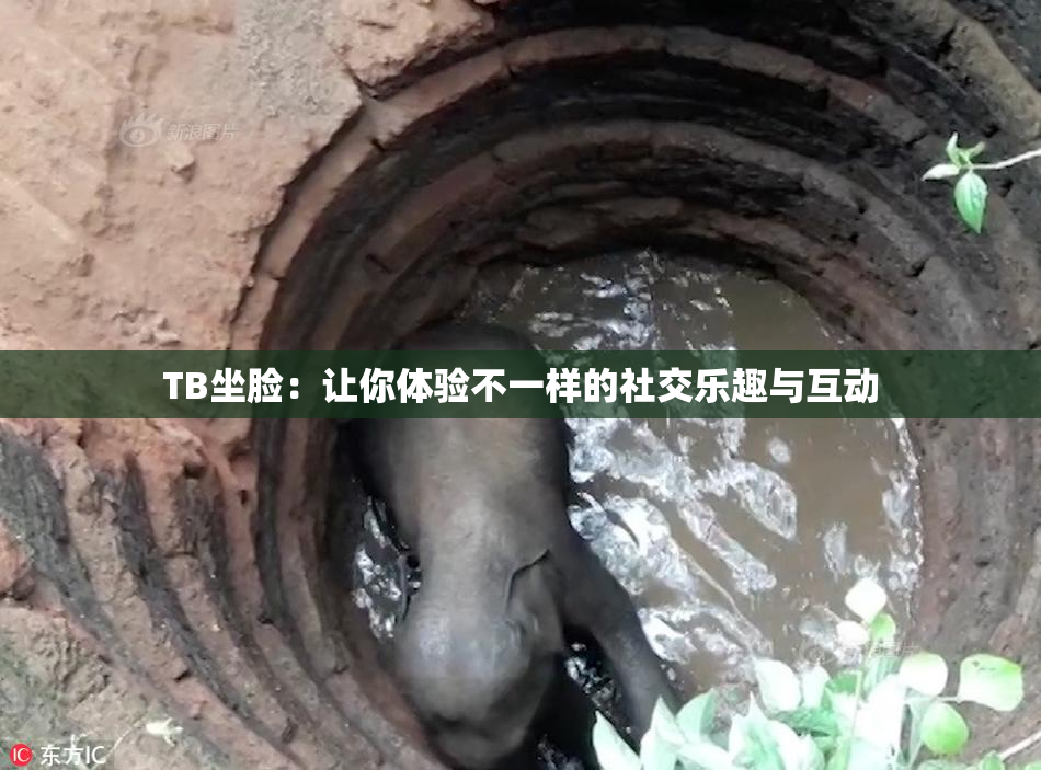 TB坐脸：让你体验不一样的社交乐趣与互动