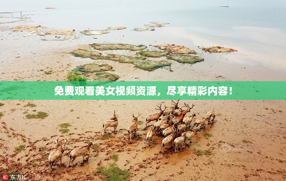 免费观看美女视频资源，尽享精彩内容！