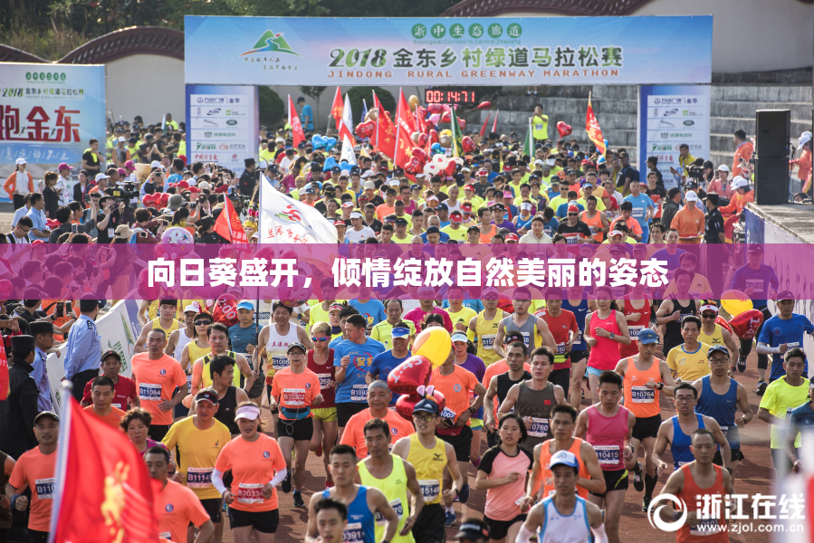 向日葵盛开，倾情绽放自然美丽的姿态