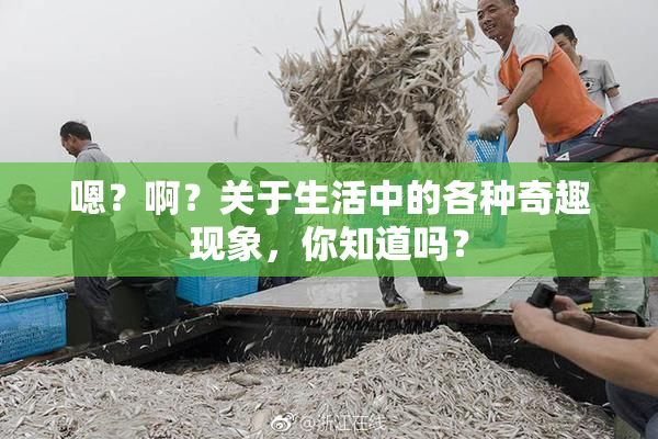 嗯？啊？关于生活中的各种奇趣现象，你知道吗？