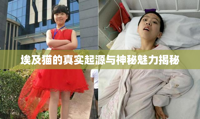 埃及猫的真实起源与神秘魅力揭秘