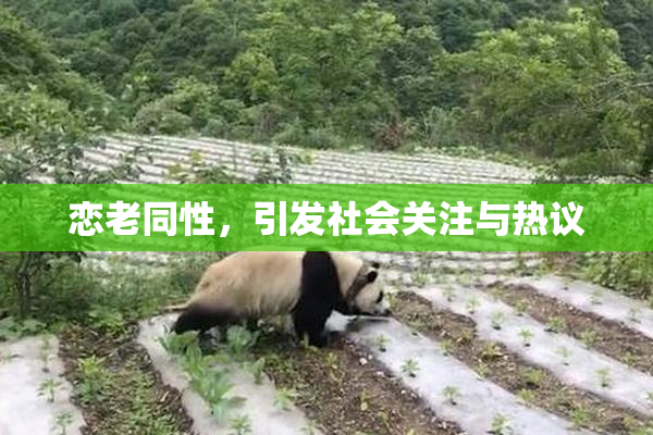 恋老同性，引发社会关注与热议