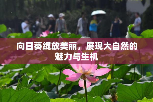 向日葵绽放美丽，展现大自然的魅力与生机