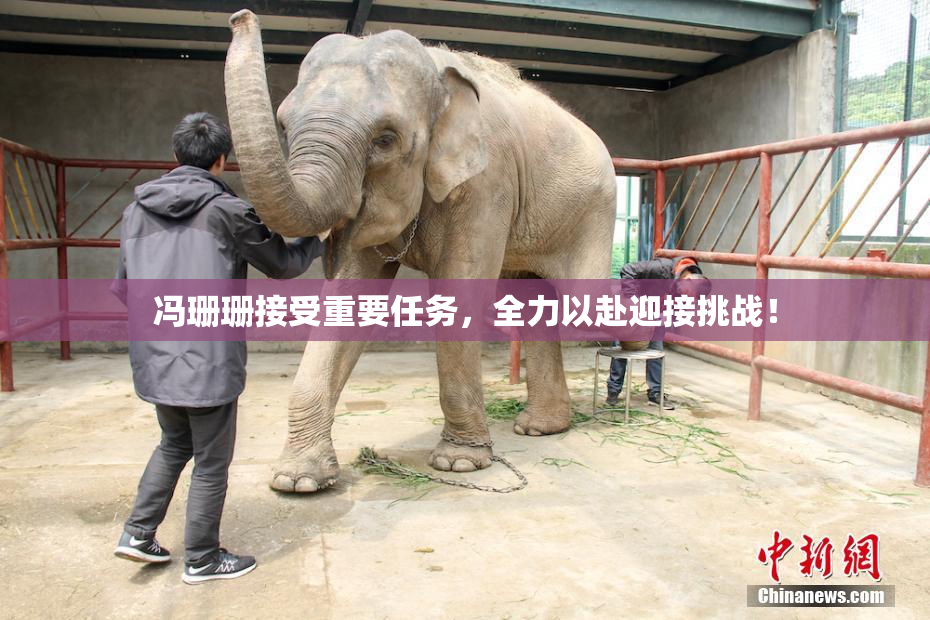冯珊珊接受重要任务，全力以赴迎接挑战！