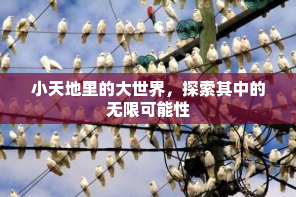小天地里的大世界，探索其中的无限可能性