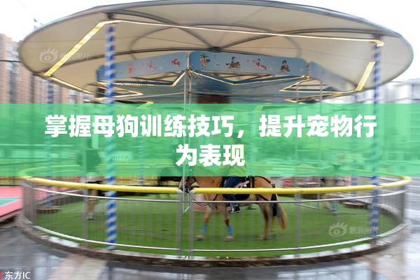 掌握母狗训练技巧，提升宠物行为表现
