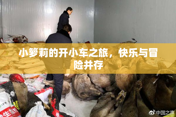 小箩莉的开小车之旅，快乐与冒险并存