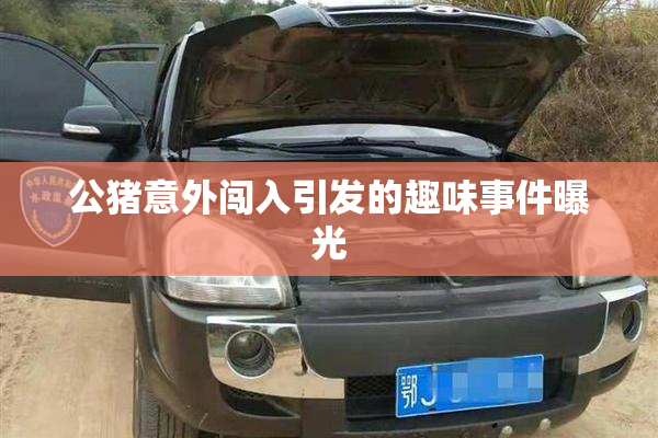 公猪意外闯入引发的趣味事件曝光