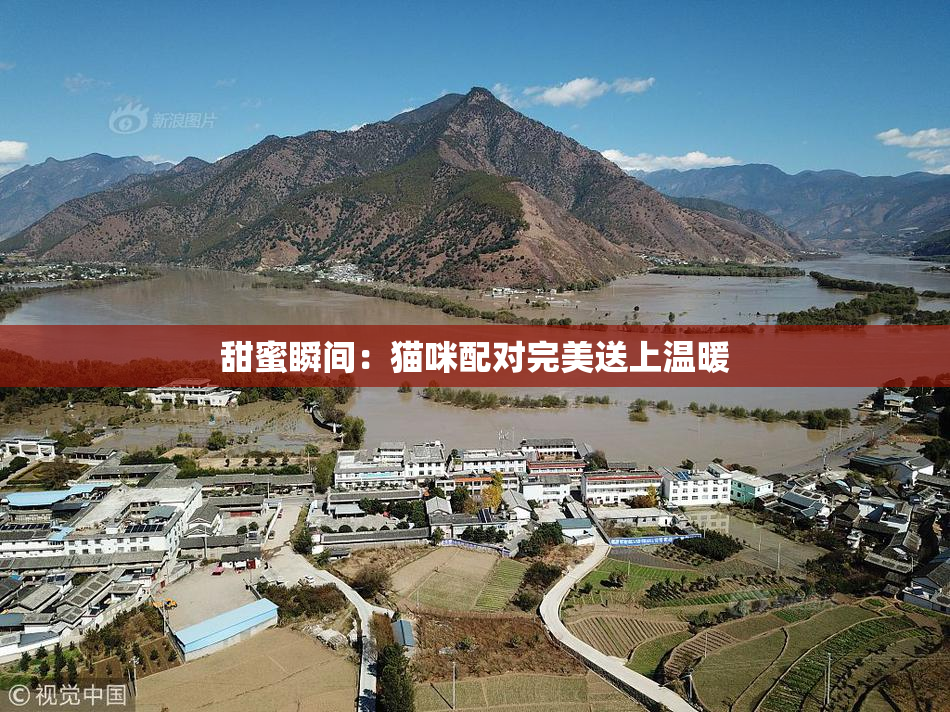 甜蜜瞬间：猫咪配对完美送上温暖
