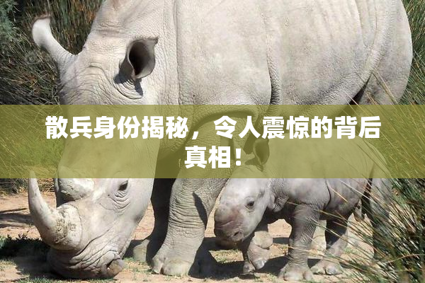 散兵身份揭秘，令人震惊的背后真相！