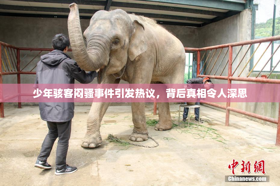 少年骇客闷骚事件引发热议，背后真相令人深思