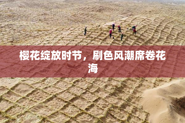 樱花绽放时节，刷色风潮席卷花海