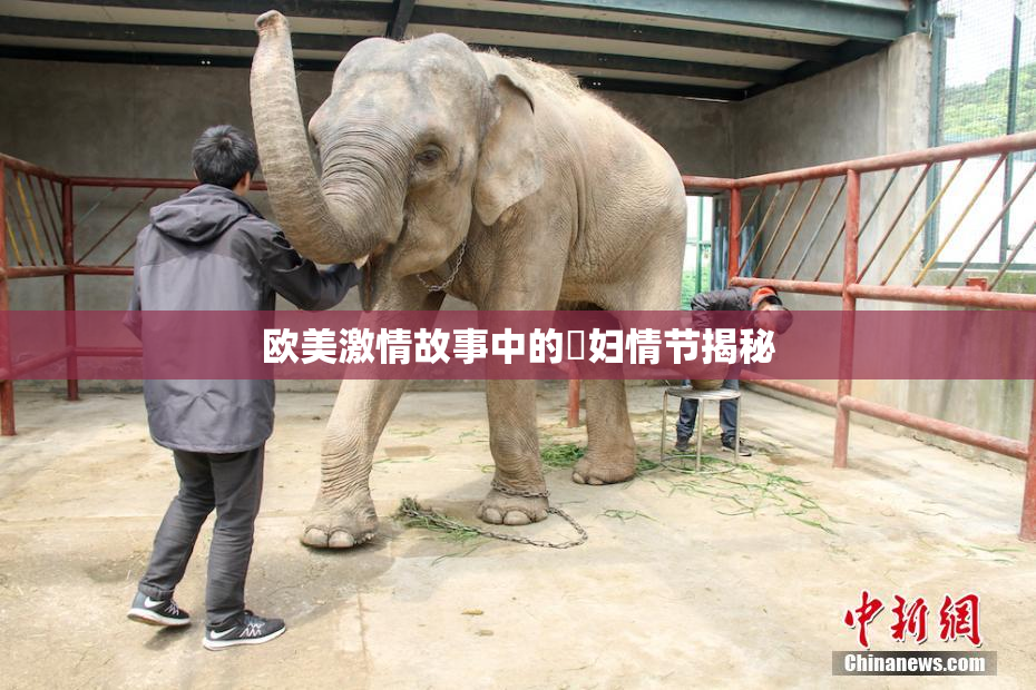 欧美激情故事中的婬妇情节揭秘