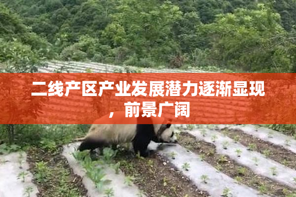 二线产区产业发展潜力逐渐显现，前景广阔