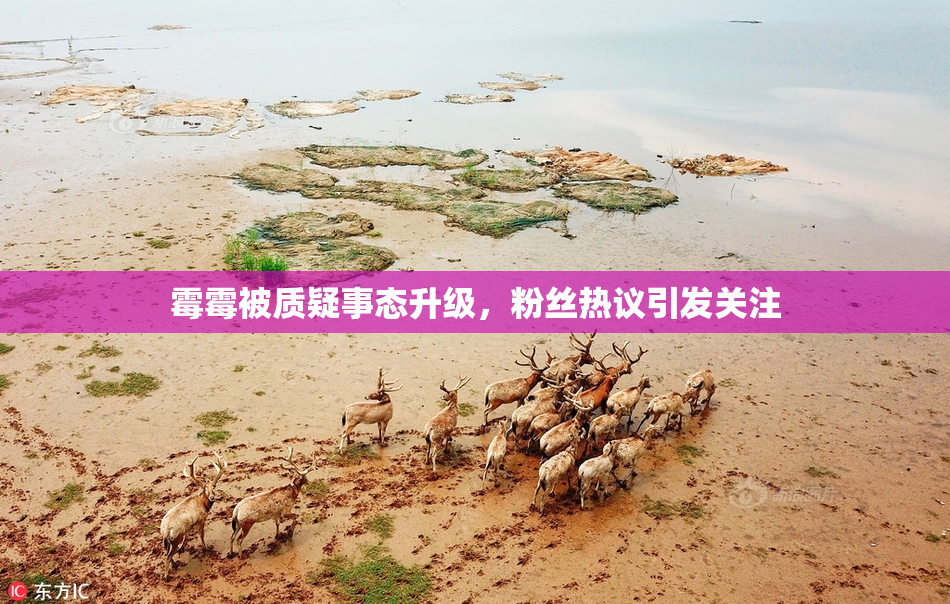 霉霉被质疑事态升级，粉丝热议引发关注