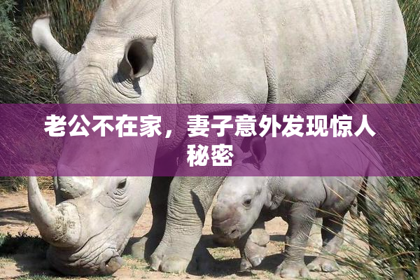 老公不在家，妻子意外发现惊人秘密