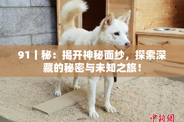 91丨秘：揭开神秘面纱，探索深藏的秘密与未知之旅！