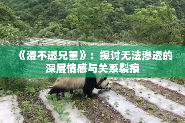 《浸不透兄重》：探讨无法渗透的深层情感与关系裂痕