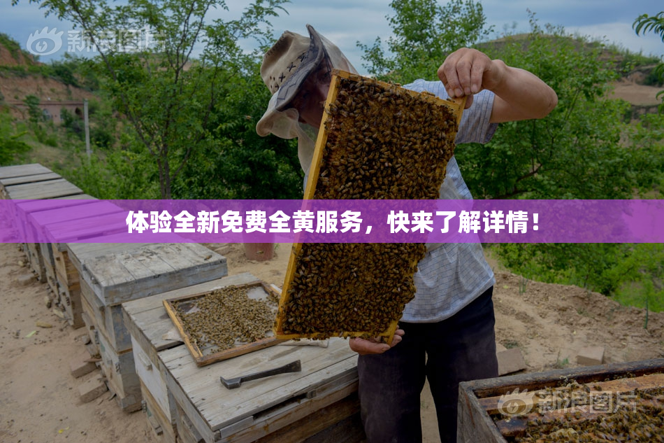 体验全新免费全黄服务，快来了解详情！