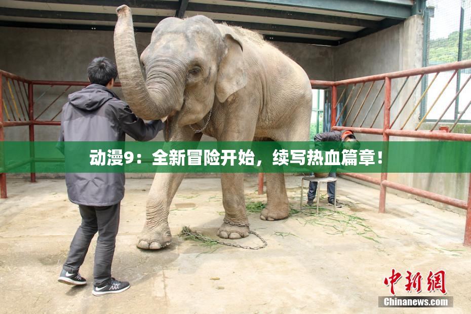 动漫9：全新冒险开始，续写热血篇章！